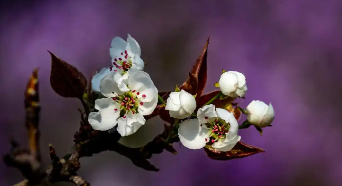 光圈优先：追求优质影像